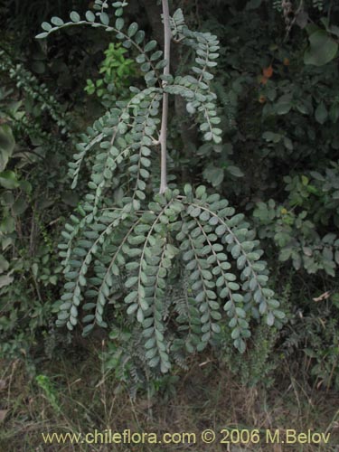 Bild von Sophora cassioides (Pelú / Mayu-monte / Pilo). Klicken Sie, um den Ausschnitt zu vergrössern.